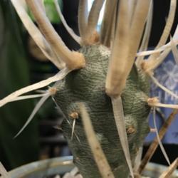 Location: North Central TX Zone 8a
Date: 2018-09-05
Tephrocactus articulatus var. papyracanthus. Displayed at Dr. Del