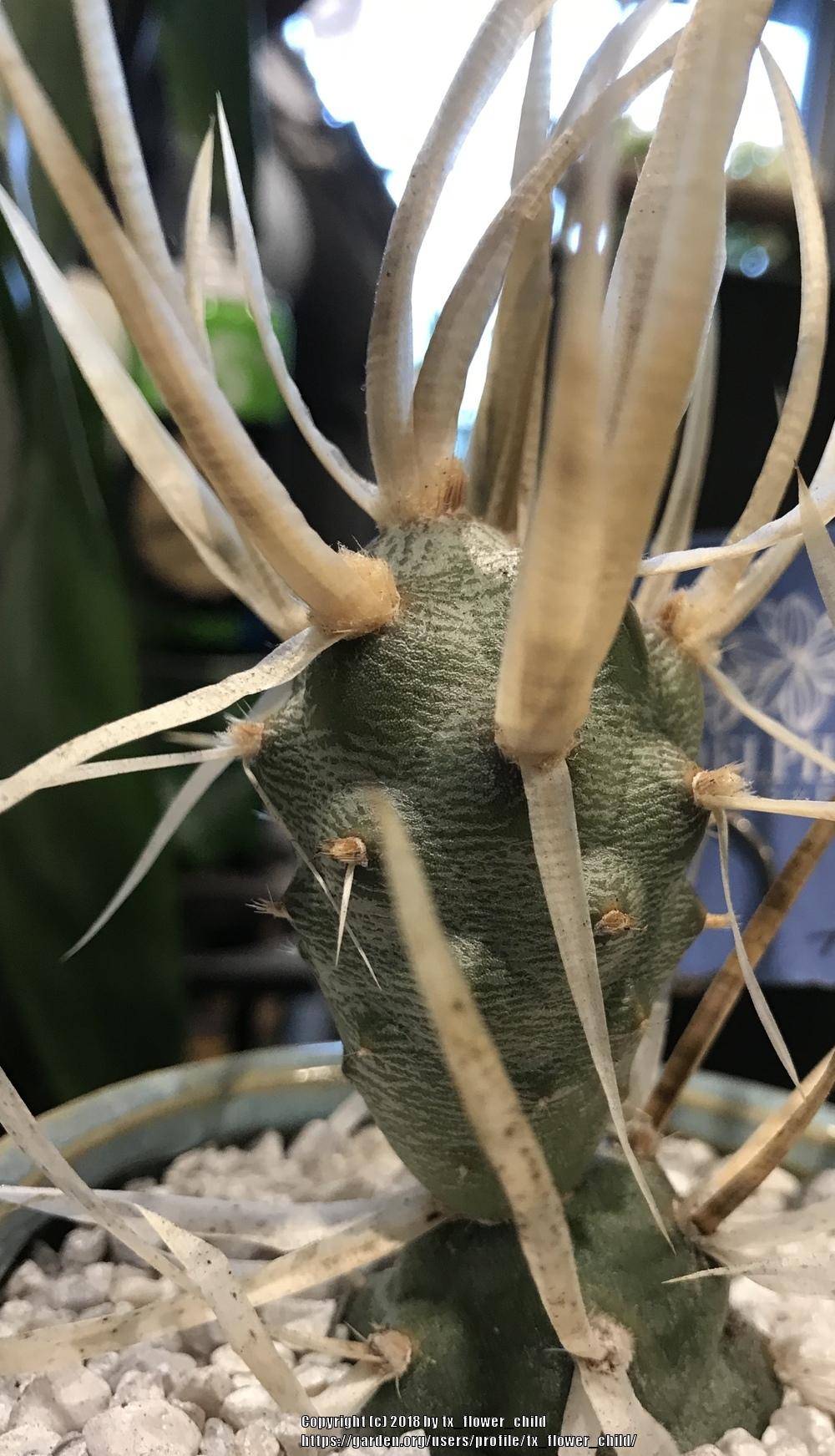 Photo of Papery Spine Cactus (Tephrocactus articulatus) uploaded by tx_flower_child