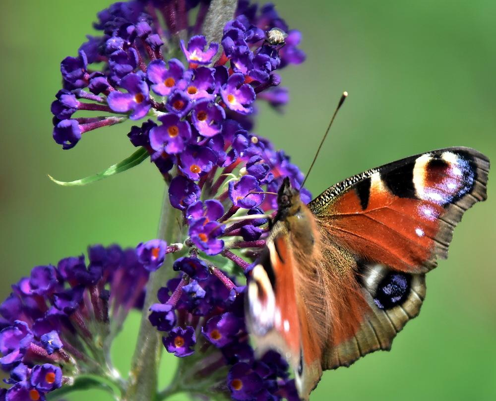 Photo of Butterfly Bush (Buddleja davidii 'Black Knight') uploaded by Orsola