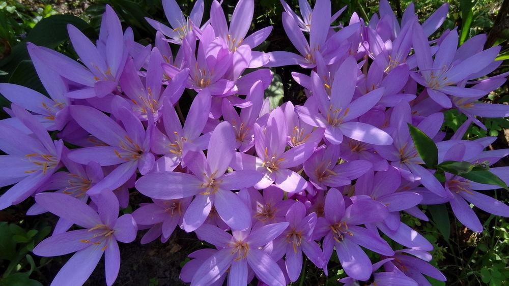 Photo of Colchicums (Colchicum) uploaded by Orsola