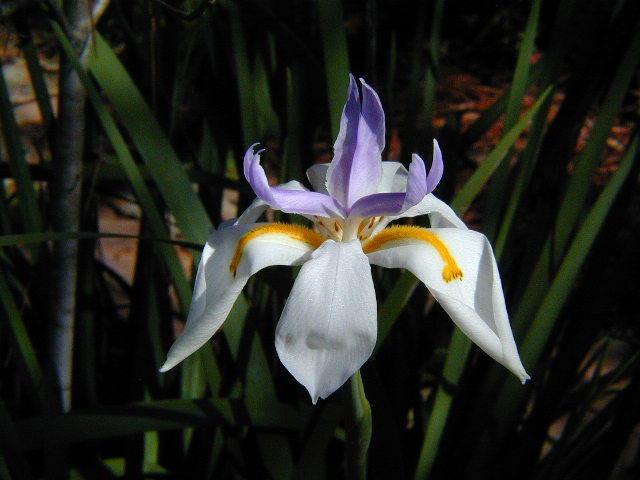Photo of African iris (Dietes iridioides) uploaded by deepsouth
