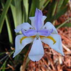 Location: North Louisiana
Date: Early Spring
African Iris