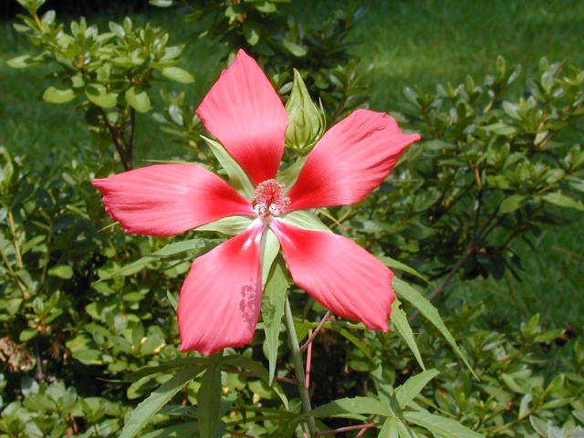 Photo of Texas Star (Hibiscus coccineus) uploaded by deepsouth
