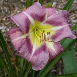 Location: My Garden, Ontario, Canada
Date: 2018-09-04
One of the last daylilies to bloom in my northern garden in 2018.