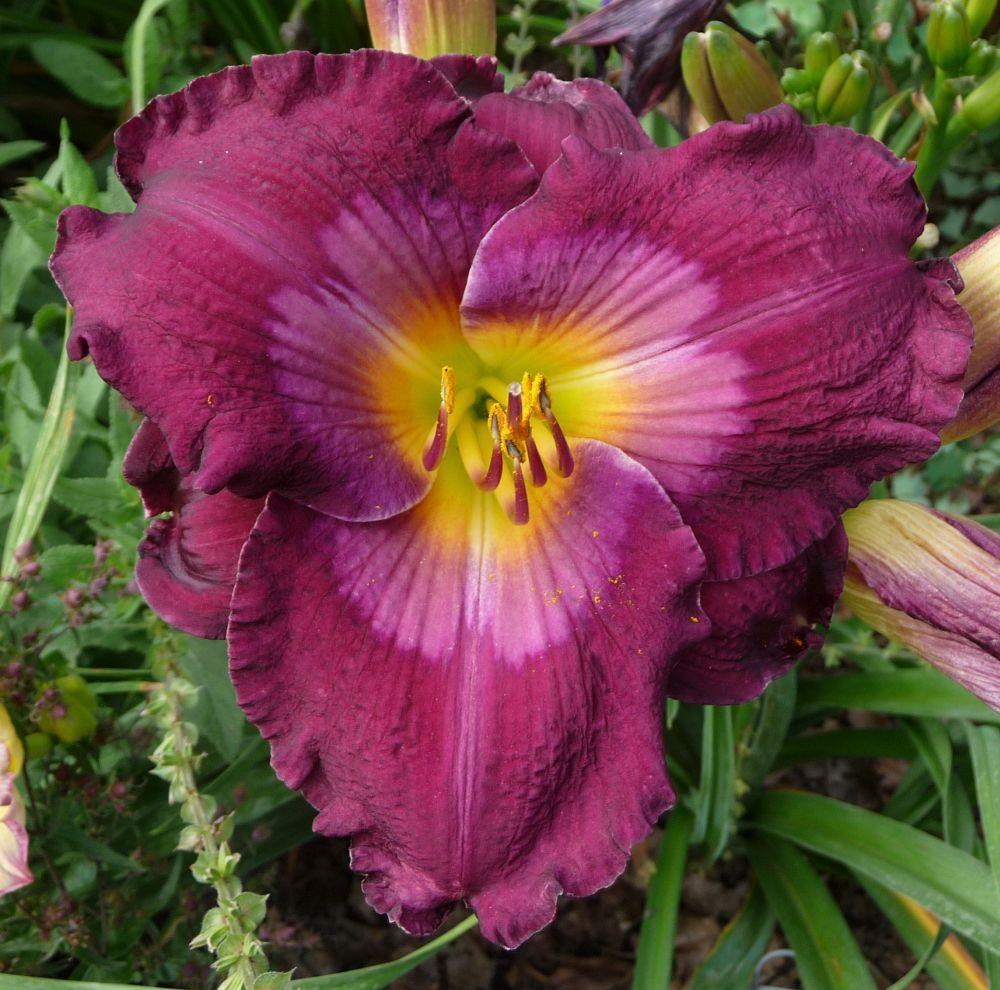 Photo of Daylily (Hemerocallis 'Lost in the Translation') uploaded by twixanddud