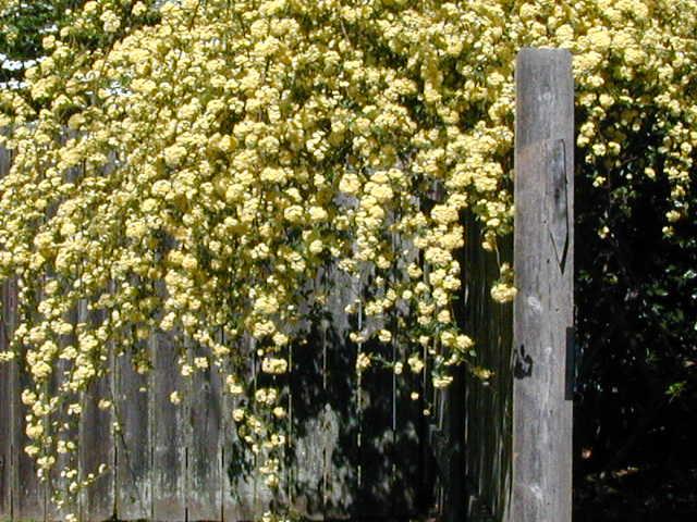 Photo of Lady Banks Yellow (Rosa banksiae 'Lutea') uploaded by deepsouth