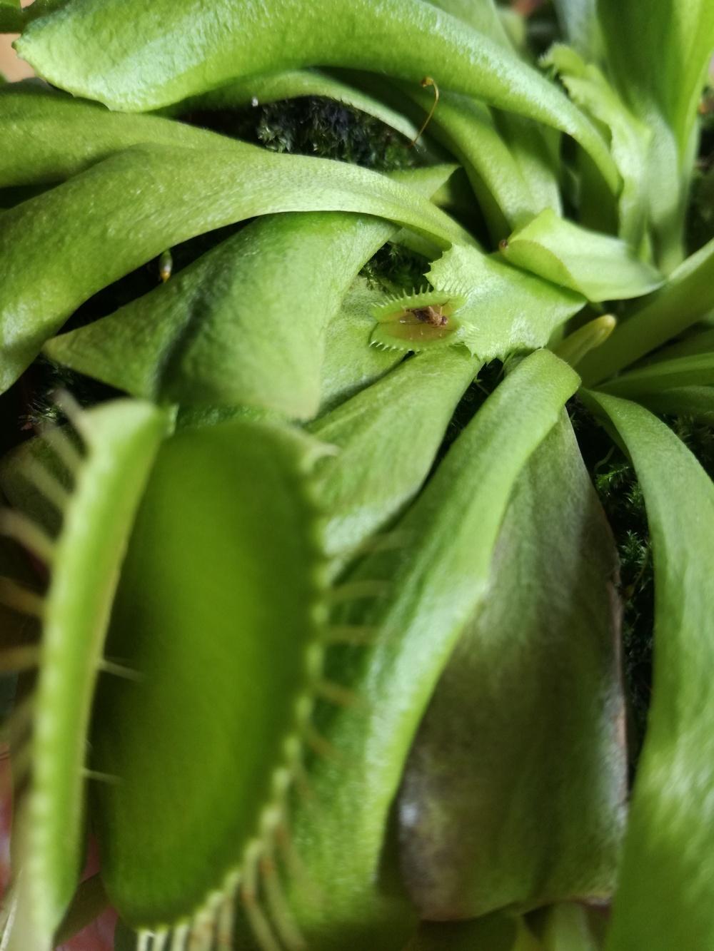 Photo of Venus Fly Trap (Dionaea muscipula) uploaded by dorcina