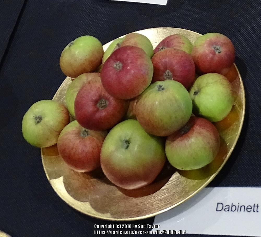 Photo of Apple (Malus domestica 'Dabinett') uploaded by kniphofia