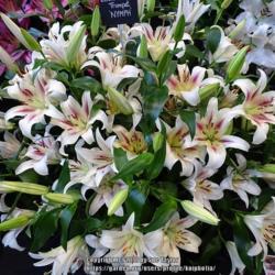 Location: Harrogate Autumn Flower show, Yorkshire
Date: 2018-09-15
Hart's nursery lily stand