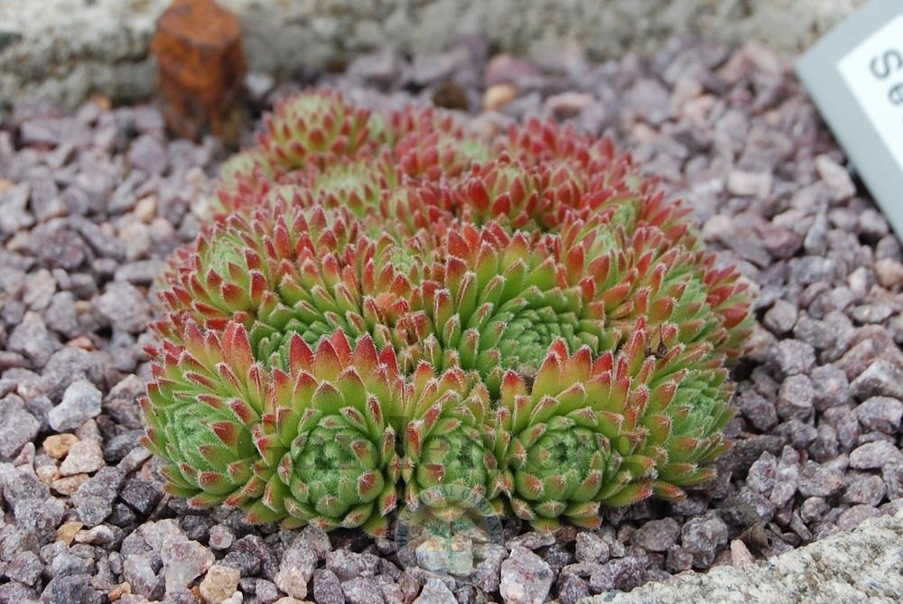 Photo of Hen and Chicks (Sempervivum 'Sea Coral') uploaded by valleylynn
