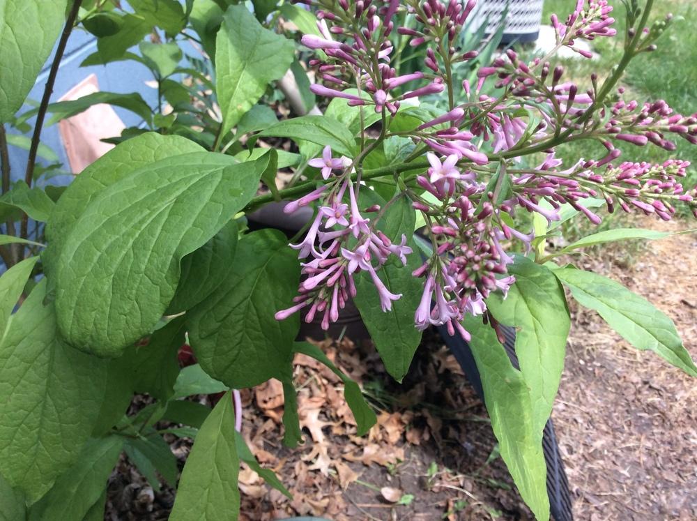 Photo of Persian Lilac (Syringa persica) uploaded by KarenNebr