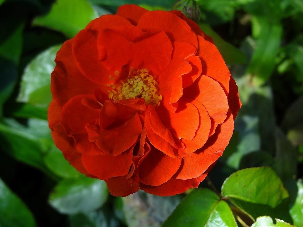 Photo of Rose (Rosa 'Brown Velvet') uploaded by Orsola