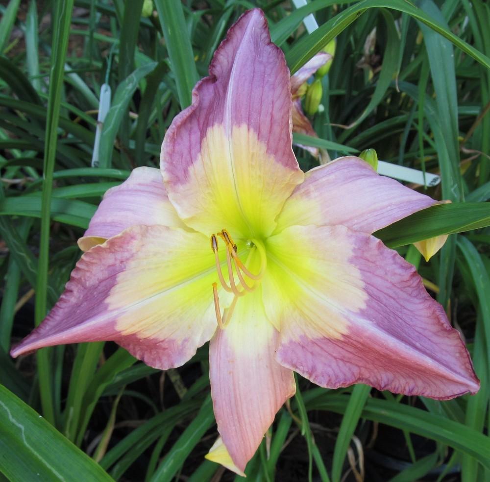 Photo of Daylily (Hemerocallis 'You Bet Your Sweet Bippy') uploaded by Sscape
