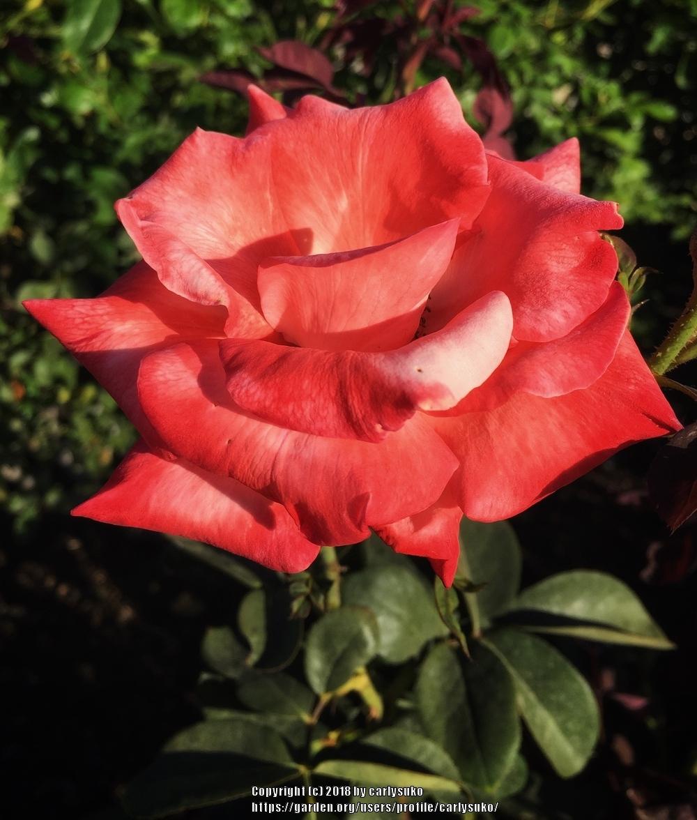 Photo of Rose (Rosa 'Gemini') uploaded by carlysuko