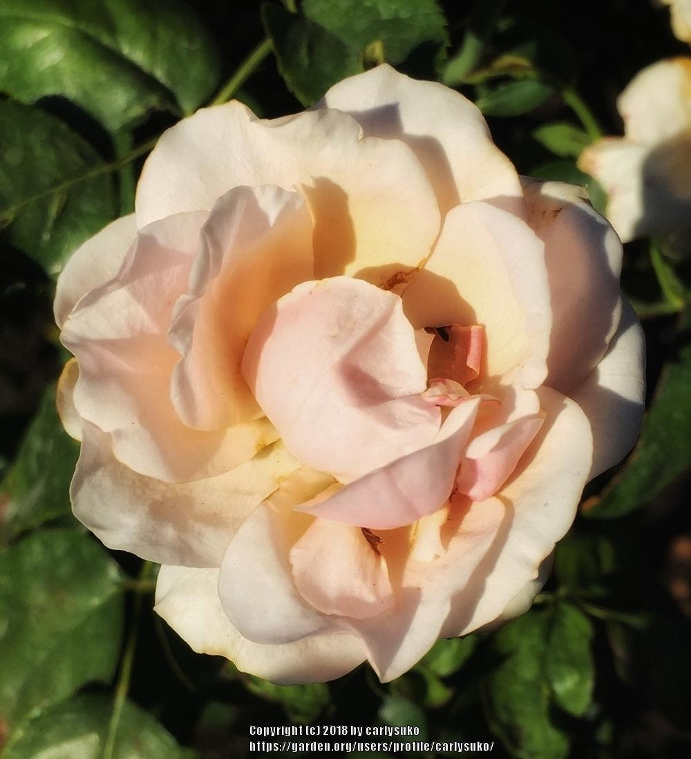 Photo of Rose (Rosa 'Mother of Pearl') uploaded by carlysuko