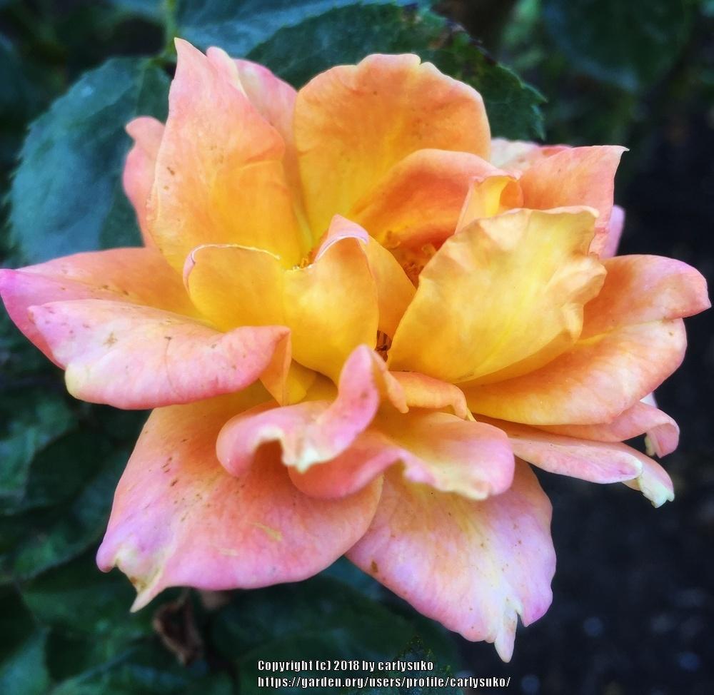 Photo of Rose (Rosa 'Pumpkin Patch') uploaded by carlysuko
