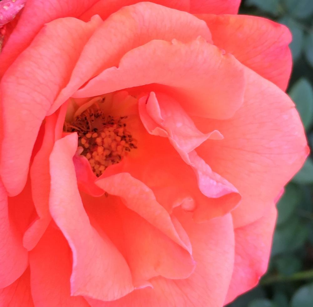 Photo of Rose (Rosa 'Lasting Peace') uploaded by csandt