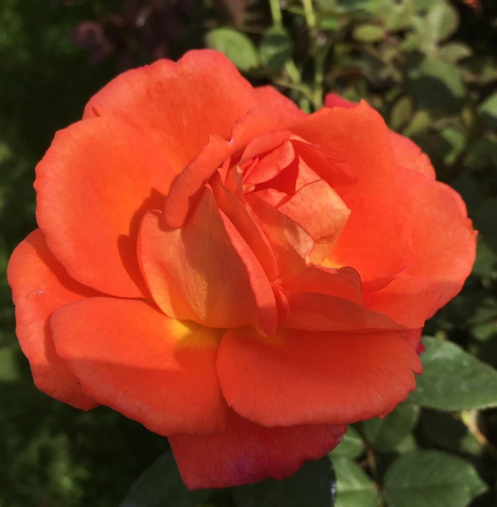 Photo of Rose (Rosa 'Solitude') uploaded by csandt