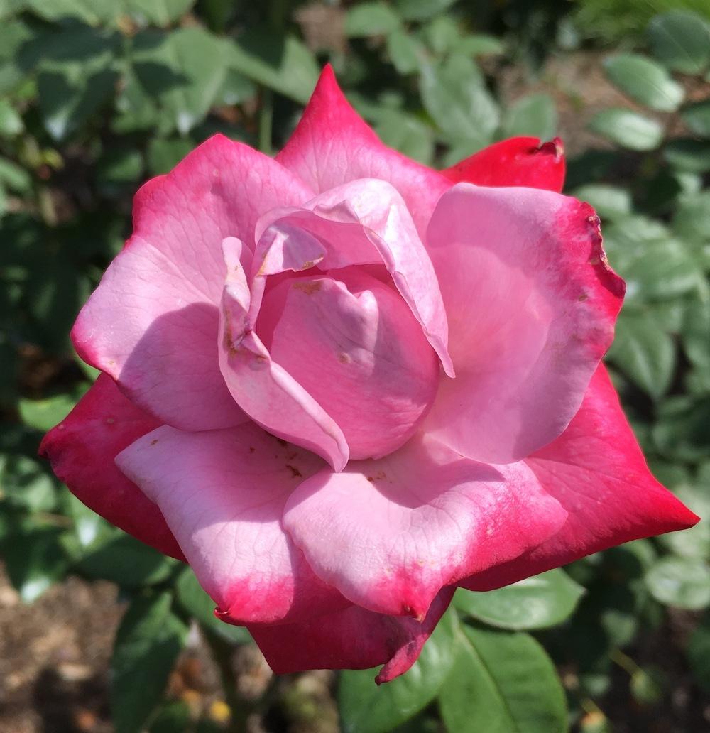 Photo of Rose (Rosa 'Paradise') uploaded by csandt