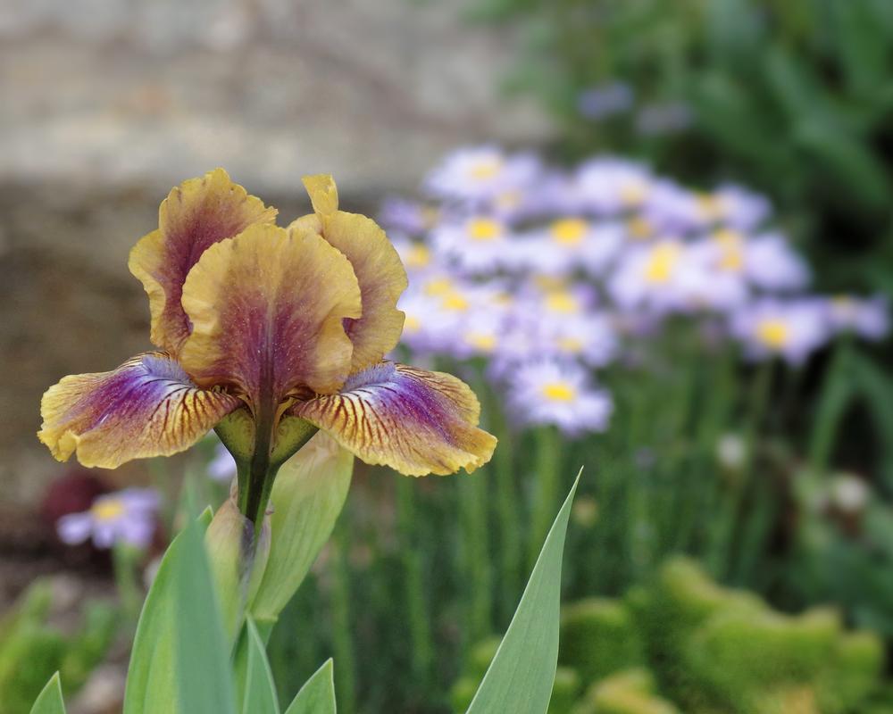 Photo of Standard Dwarf Bearded Iris (Iris 'Kewlopolis') uploaded by dirtdorphins