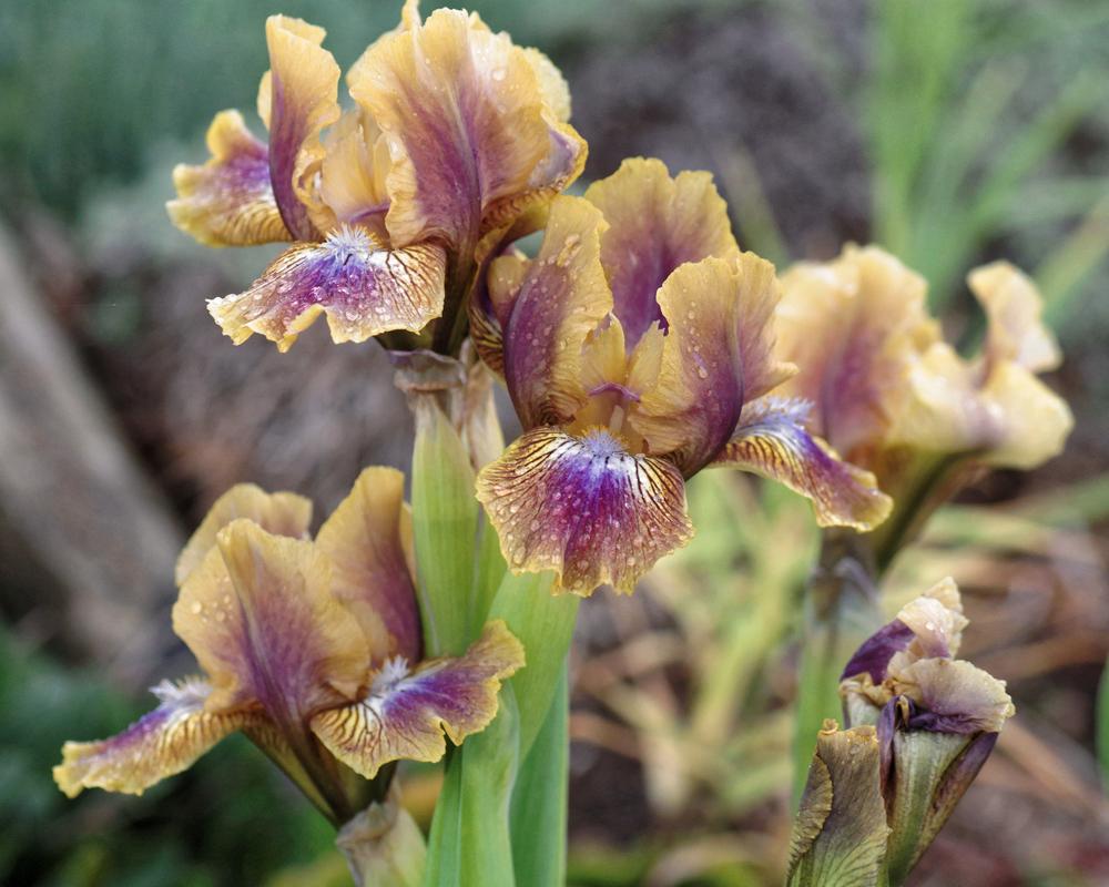 Photo of Standard Dwarf Bearded Iris (Iris 'Kewlopolis') uploaded by dirtdorphins