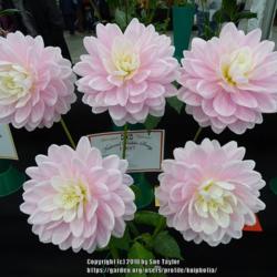 Location: Harrogate Autumn Flower show, Yorkshire
Date: 2018-09-15