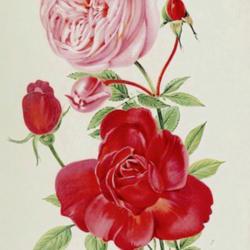 Location: illustration by P. Seguin-Bertault of Roses 'Comtesse de Labarthe' (top) and 'Souvenir de J. B. Guillot' (bottom)
Date: c. 1912
from 'Les plus belles roses au début du XXe siècle', 1912