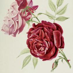 
Date: c. 1912
illustration from 'Les plus belles roses au début du XXe siècle