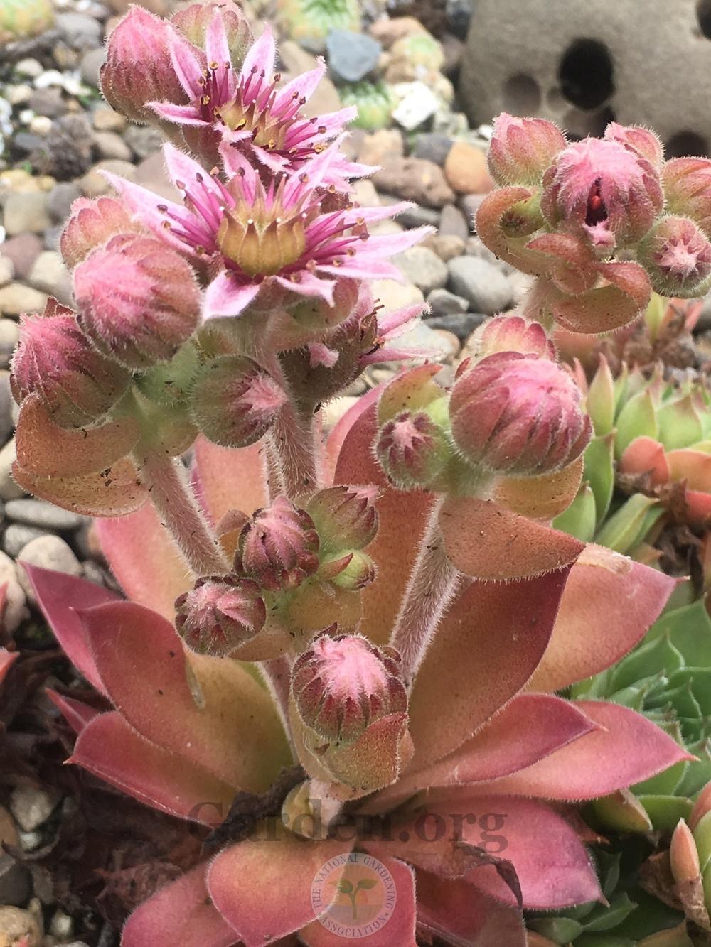 Photo of Hen and Chicks (Sempervivum 'Unicorn') uploaded by springcolor