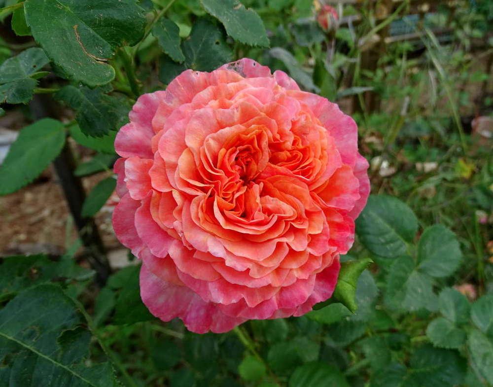 Photo of Rose (Rosa 'Sunset Dreams') uploaded by Beth_NorCal