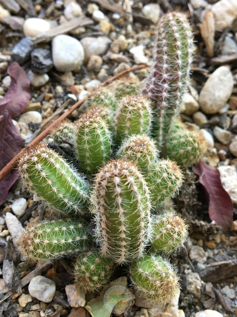 Photo of Peanut Cactus (Chamaecereus silvestrii) uploaded by BlueOddish