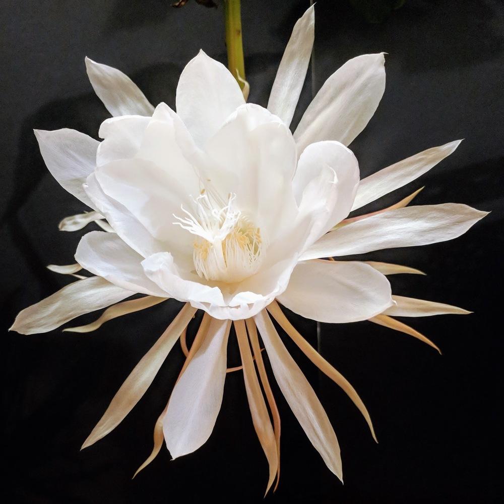 Photo of Queen of the Night (Epiphyllum oxypetalum) uploaded by CactusZach