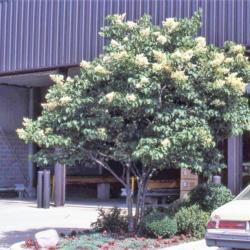 Location: West Chicago, Illinois
Date: early June in 1987
young planted tree in parking lot island