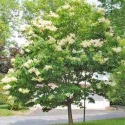 Location: Downingtown, Pennsylvania
Date: 2012-05-23
tree in bloom