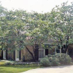 Location: Aurora, Illinois
Date: summer in mid-1980's
two trees at house foundation