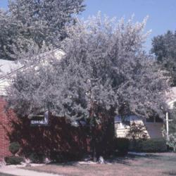 Location: Glen Ellyn, Illinois
Date: summer in early 1980's
full-grown tree at house foundation
