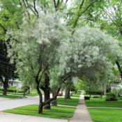 full-grown tree in parkway