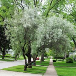 Location: Glen Ellyn, Illinois
Date: 2015-06-18
full-grown tree in parkway