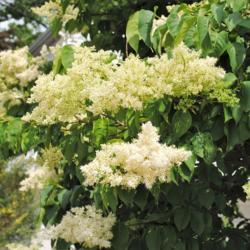 Location: Downingtown, Pennsylvania
Date: 2012-05-23
white flower clusters and foliage