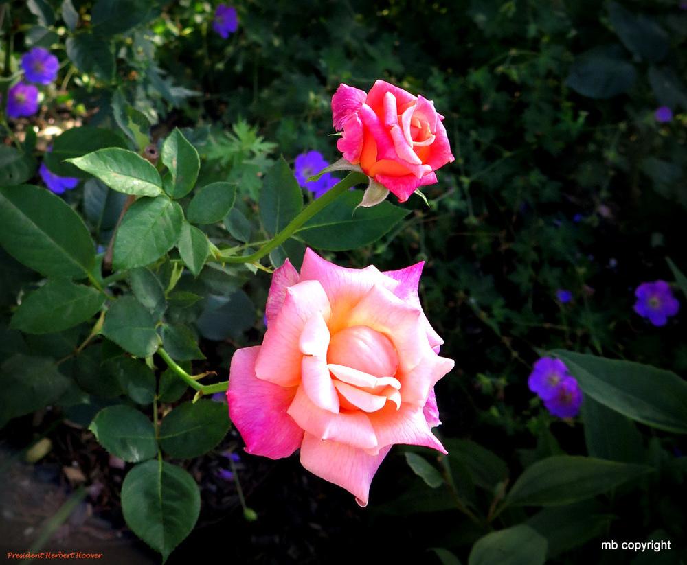 Photo of Rose (Rosa 'President Herbert Hoover') uploaded by MargieNY