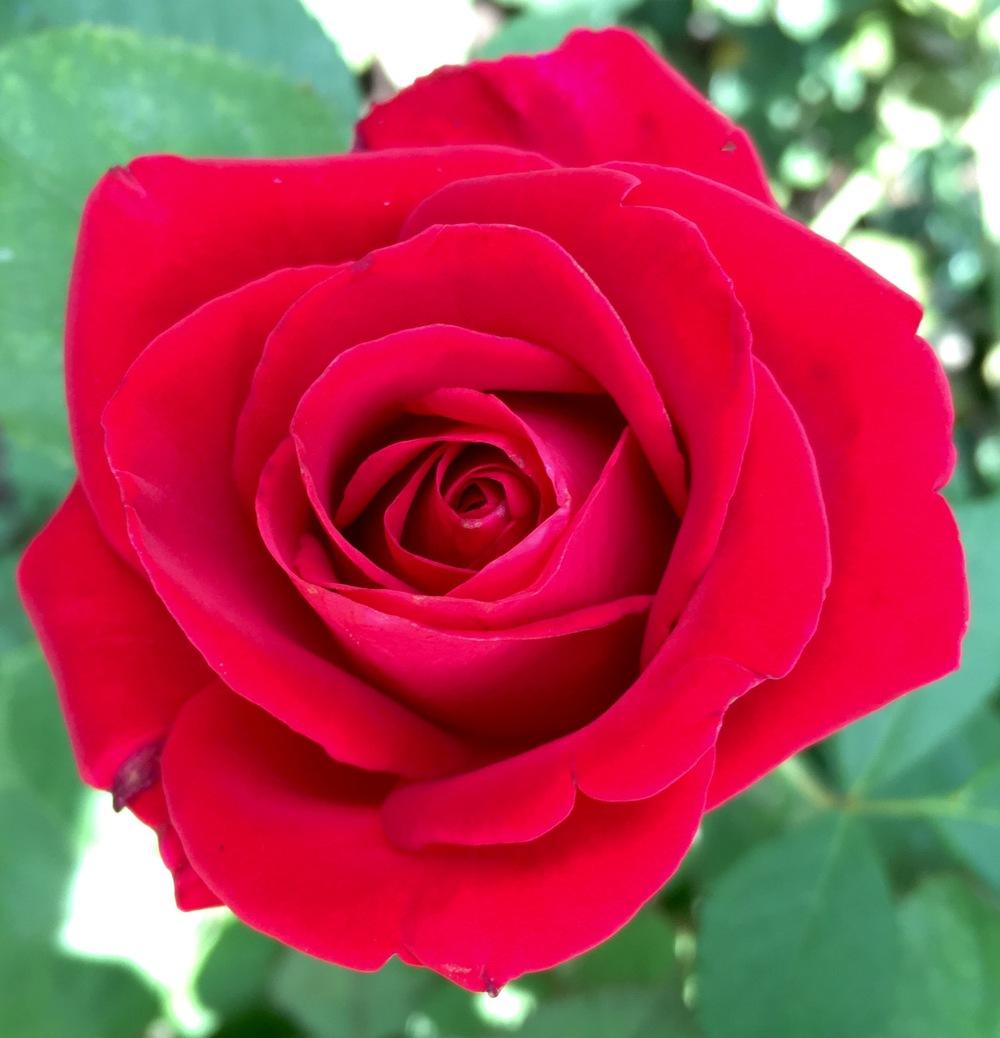 Photo of Rose (Rosa 'Veterans' Honor') uploaded by csandt