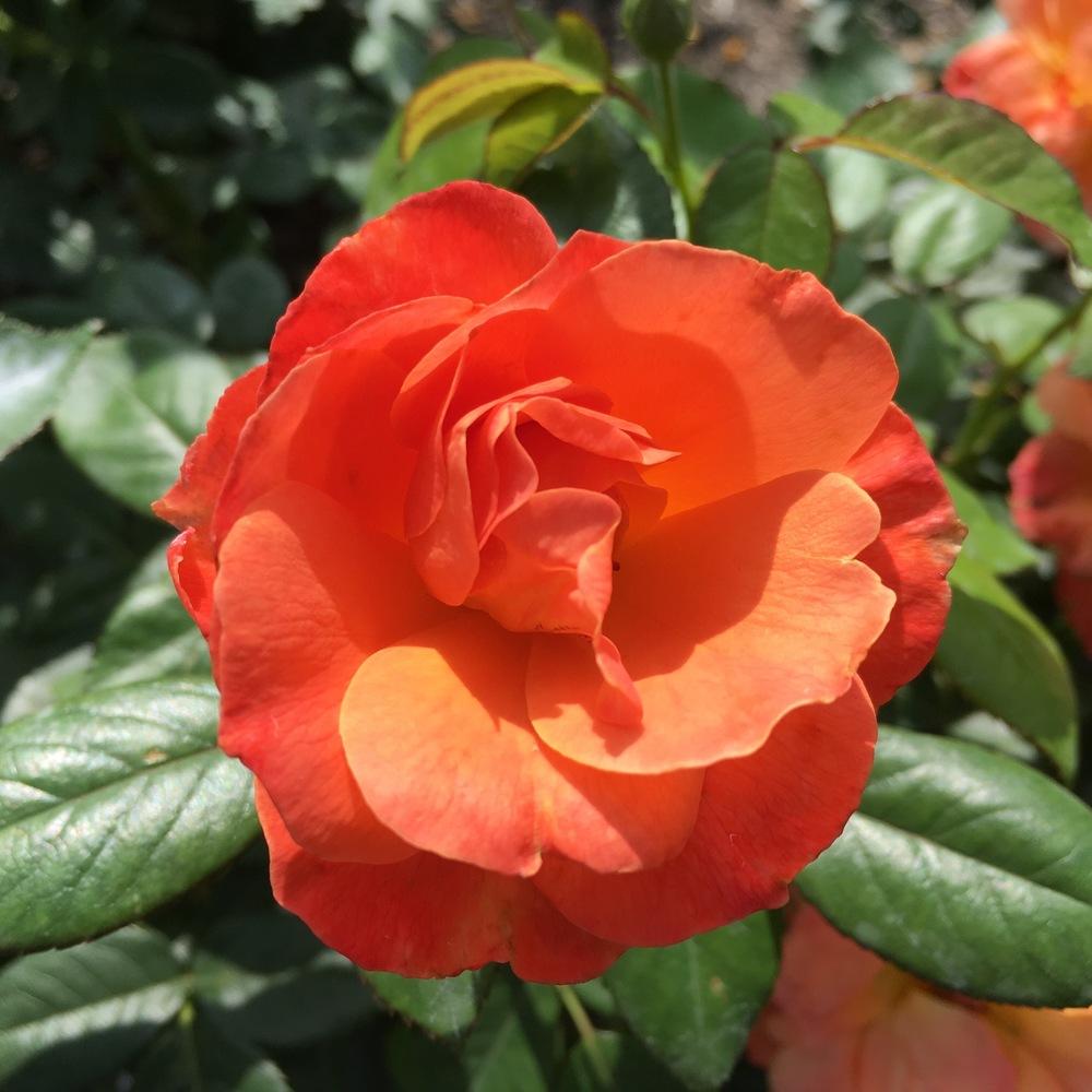 Photo of Floribunda Rose (Rosa 'Livin' Easy') uploaded by csandt