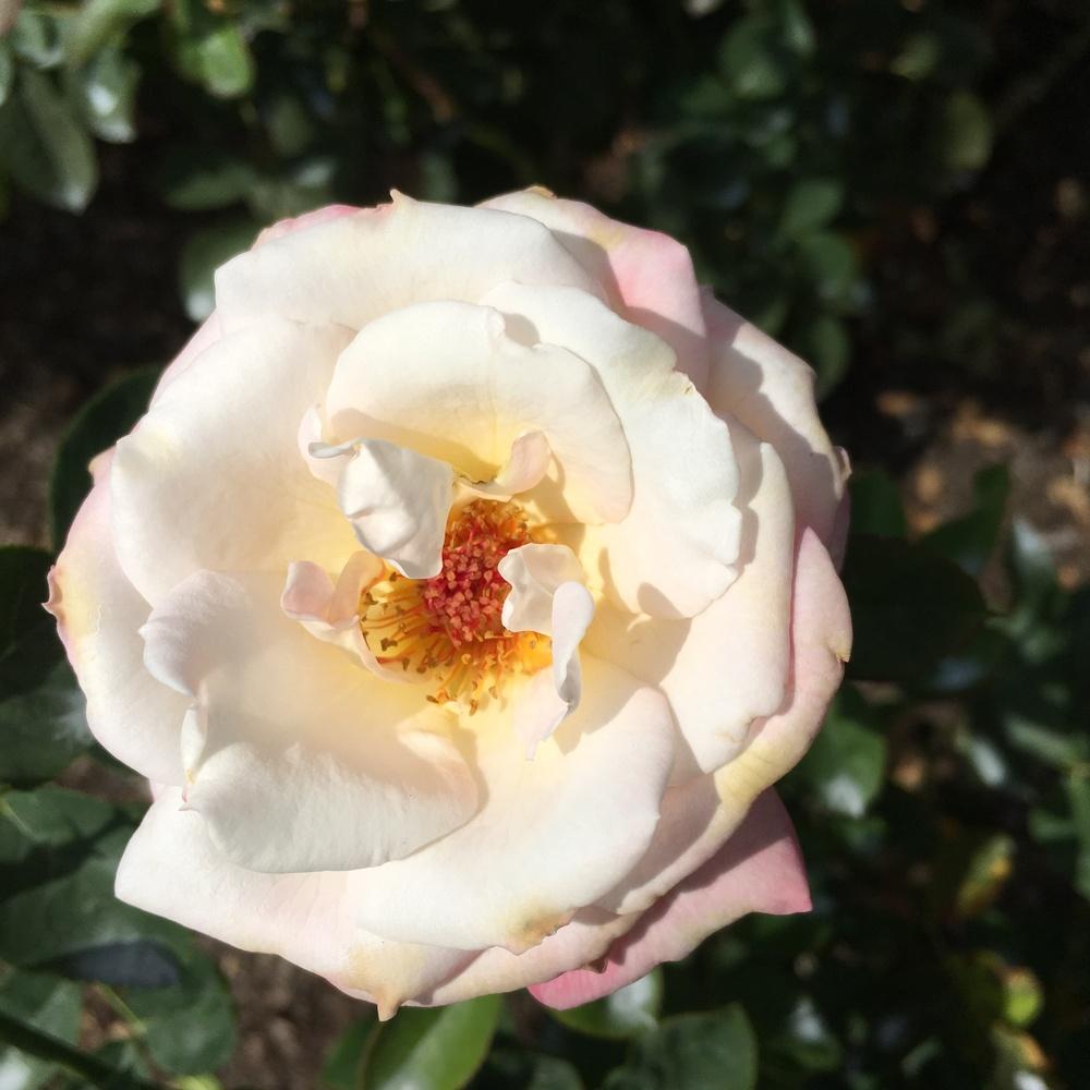 Photo of Rose (Rosa 'Secret') uploaded by csandt