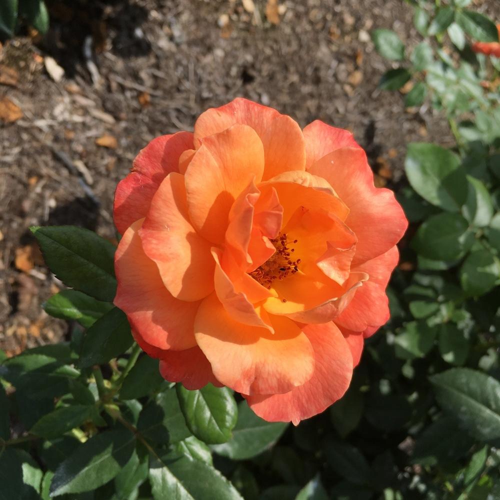 Photo of Floribunda Rose (Rosa 'Livin' Easy') uploaded by csandt