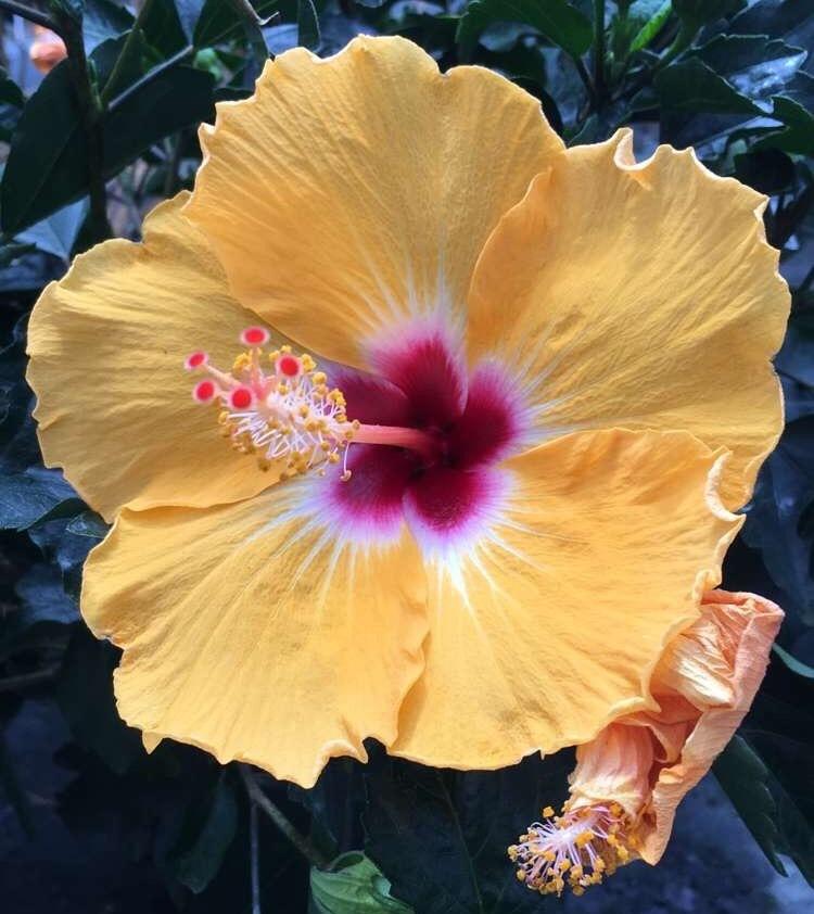Photo of Tropical Hibiscuses (Hibiscus rosa-sinensis) uploaded by girthworm