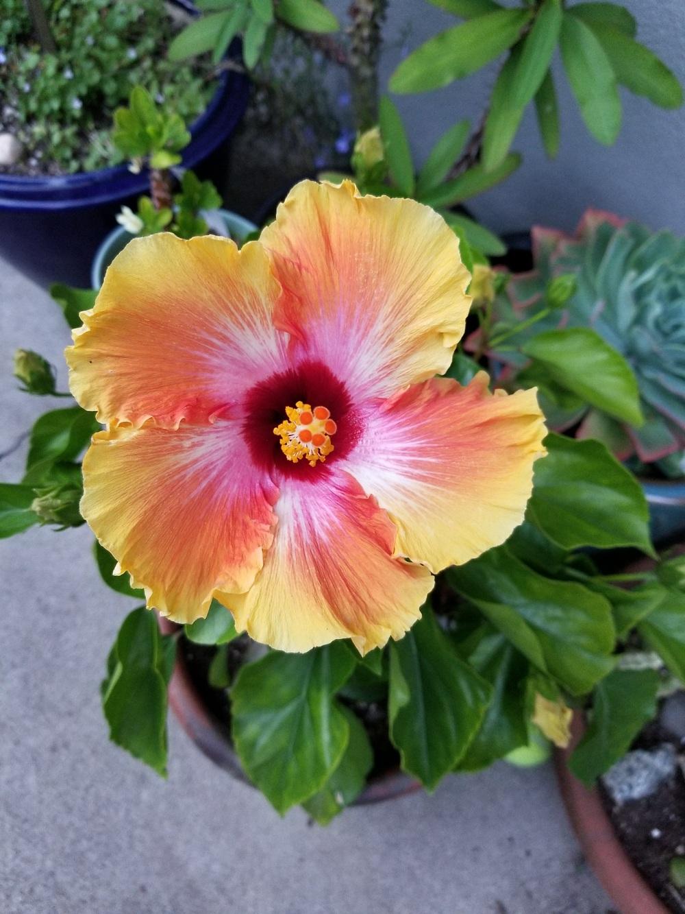 Photo of Tropical Hibiscus (Hibiscus rosa-sinensis 'Hawaiian Sunset') uploaded by Drgluth