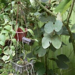 Location: My greenhouse, Florida
Date: 2018-09-19
This vining large growing bauhinia starts out like a bush or tree