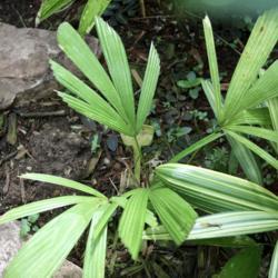 Location: My greenhouse, Florida
Date: 2018-09-19
The palm on the left is the licuala, very slow growing (11 years 