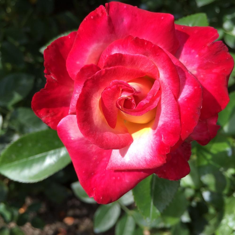 Photo of Rose (Rosa 'Dick Clark') uploaded by csandt