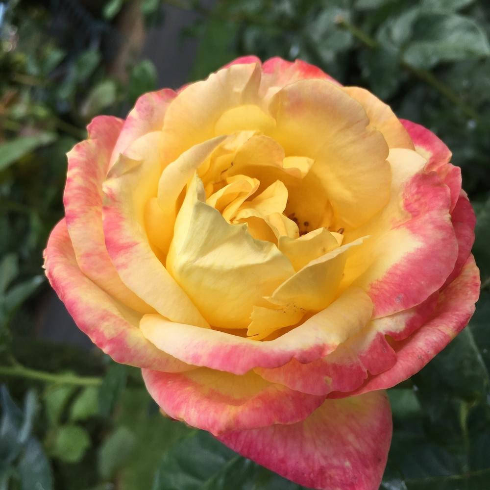 Photo of Rose (Rosa 'Love & Peace') uploaded by csandt